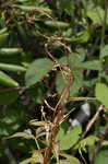 Fringed black bindweed